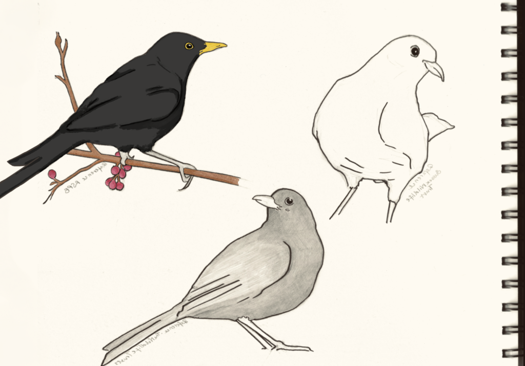 black bird