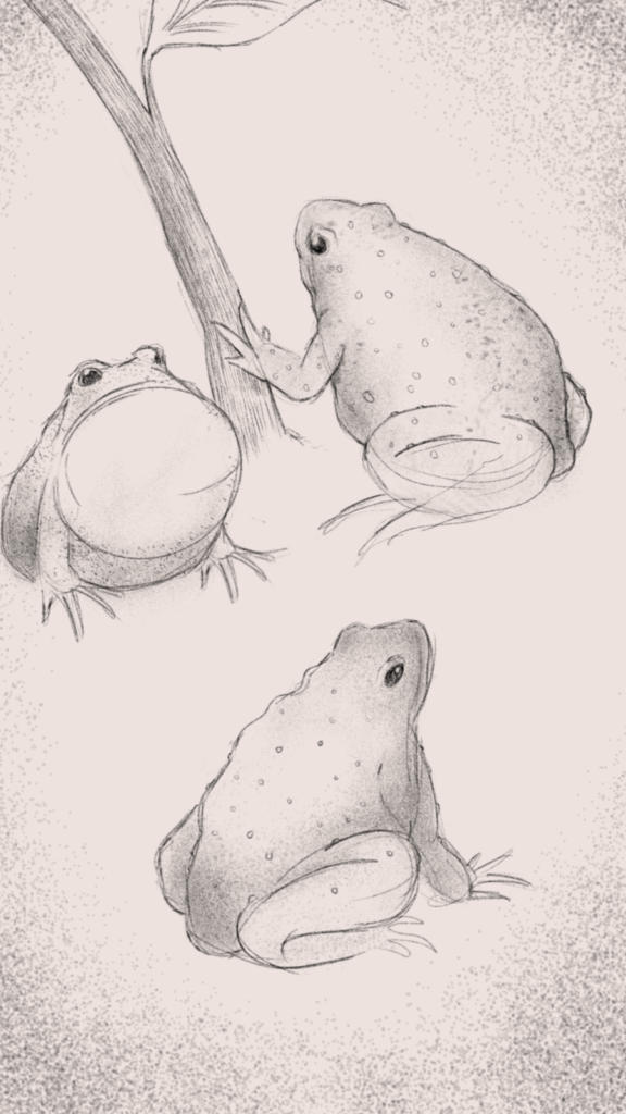 toad